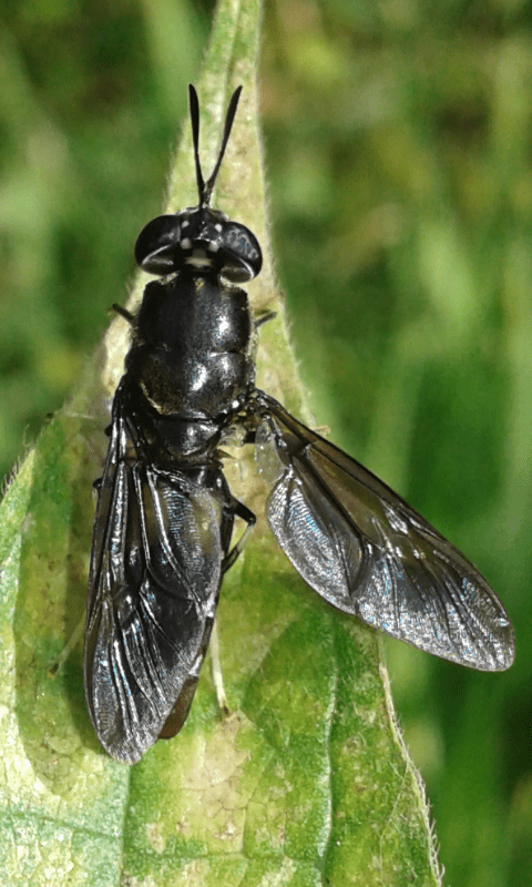 Hermetia illucens (Stratiomyidae)